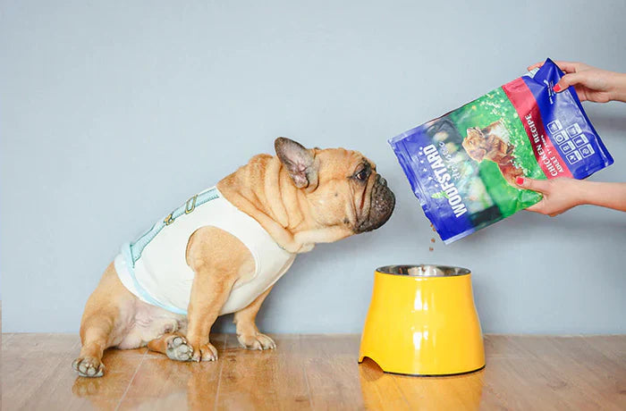 Tigela Elevada | Para Cachorro