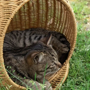 Ninho Suspenso de Vime para Gatos Patinhafix©