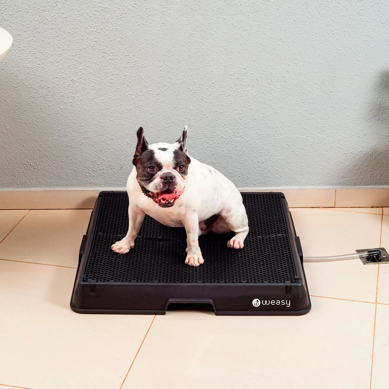 Weasy Cão – O Banheiro Inteligente