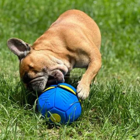 Brinquedo de Bola Voadora Premium AeroCroc™ - Lançamento 2023